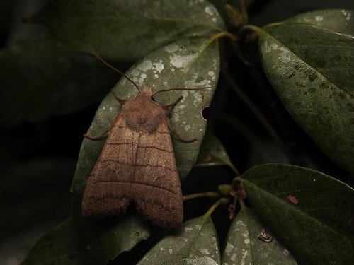 Eupsilia quadrilinea