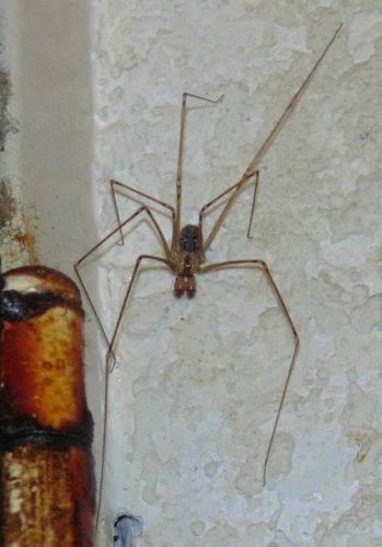 Physocyclus dugesi