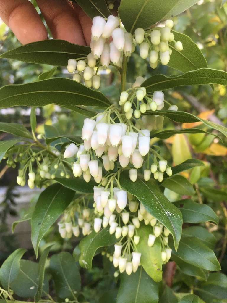 Florida Hobblebush From Old Pond Dr W Kingsland Ga Us On March