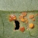 Coleosporium clematidis - Photo (c) 栗鼠, todos los derechos reservados, subido por 栗鼠