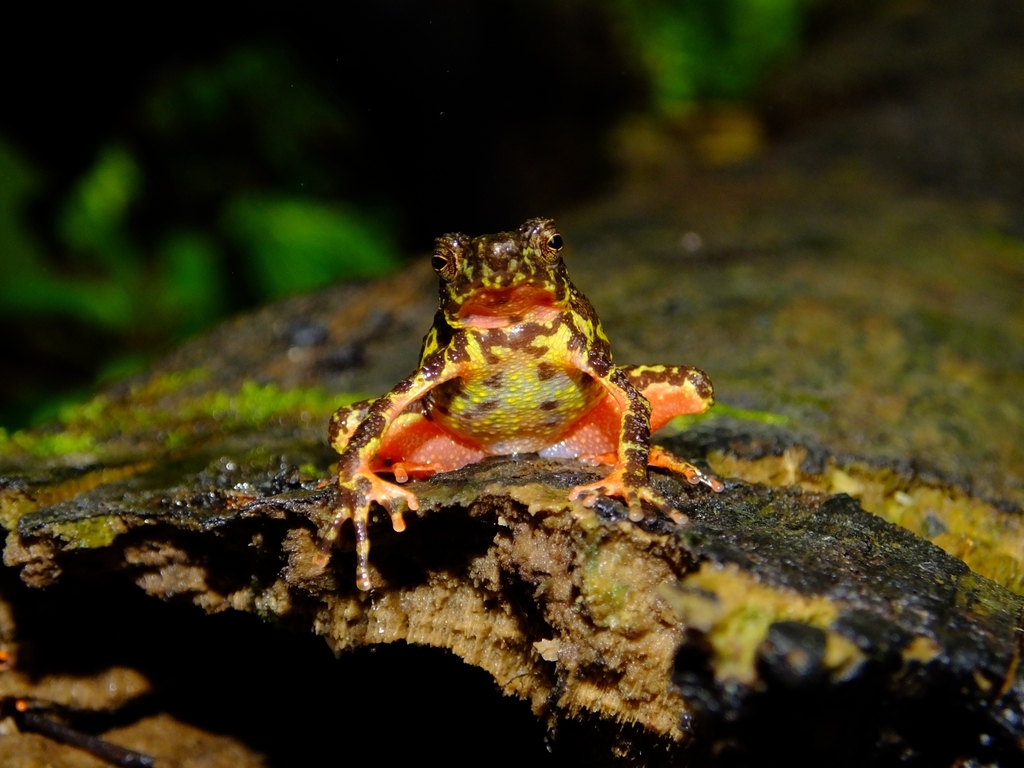 Ciremai Bleeding Toad in November 2023 by ihsan jaya · iNaturalist