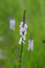 Narrowleaf Vervain - Photo (c) Eric Hunt, all rights reserved