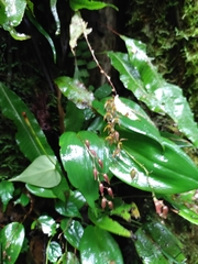 Pleurothallis rowleei image