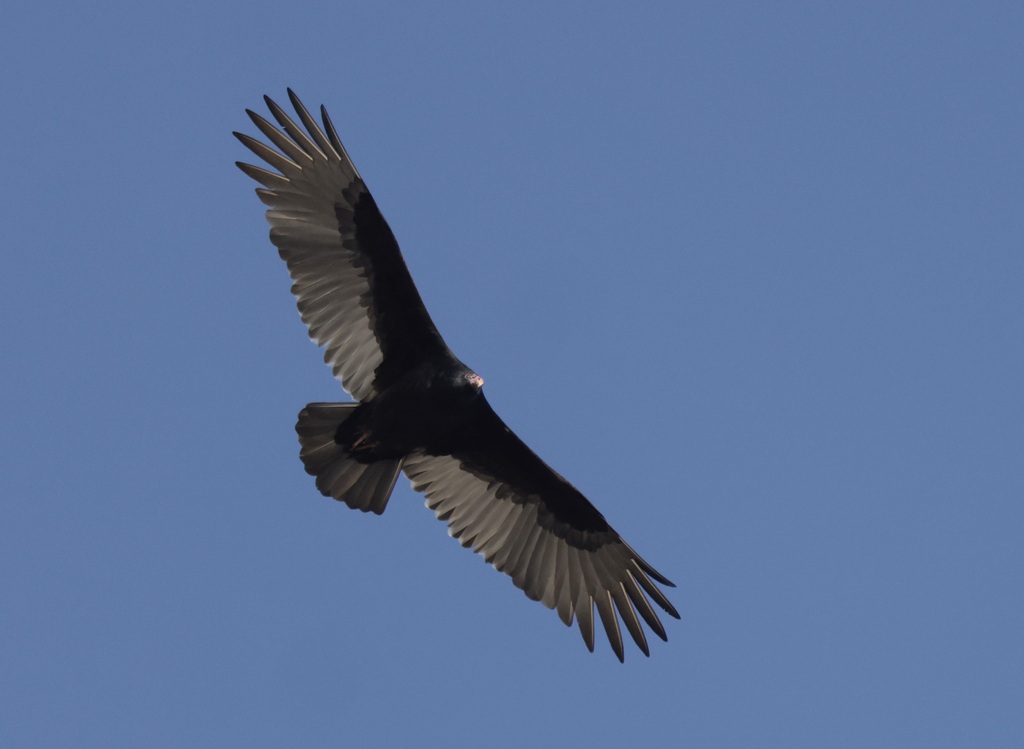 Turkey Vulture from Chattanooga, TN, USA on November 25, 2023 at 09:36 ...