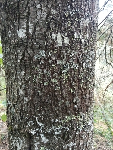 Quercus laurina