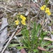 Goodenia bellidifolia - Photo (c) meganhalcroft，保留所有權利