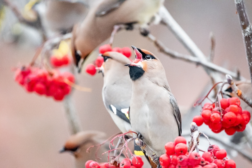 Bohemian Waxwing from Парк Зарядье, улица Варварка домовладение 6 ...