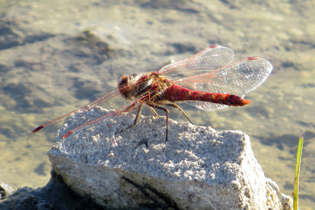 Variegated Meadowhawk From Rockport Texas United States On November