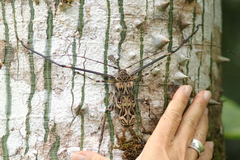 Acrocinus longimanus image