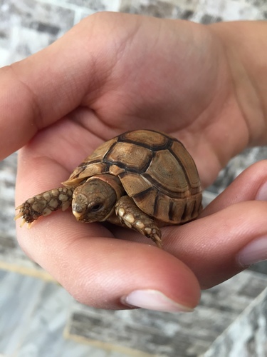 Egyptian Tortoise