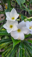 Plumeria pudica image