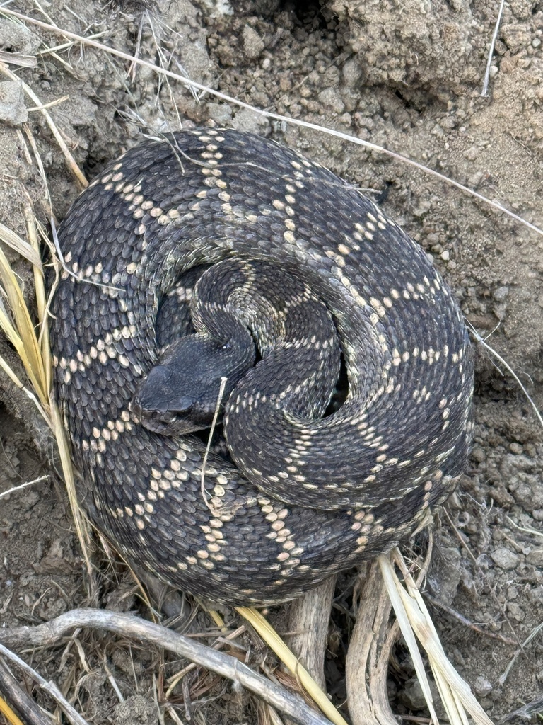 Southern Pacific Rattlesnake From Marine Corps Base Camp Pendleton 