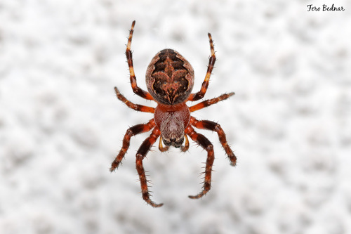 Larinioides patagiatus