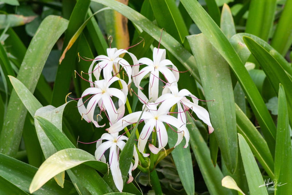 Lirio de Pantano (Crinum americanum) · NaturaLista Colombia