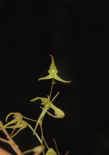 Trichosalpinx cedralensis image