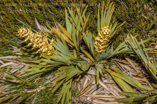 Aciphylla ferox W.R.B.Oliv.