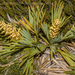 Aciphylla ferox - Photo (c) Danilo Hegg, todos os direitos reservados, uploaded by Danilo Hegg