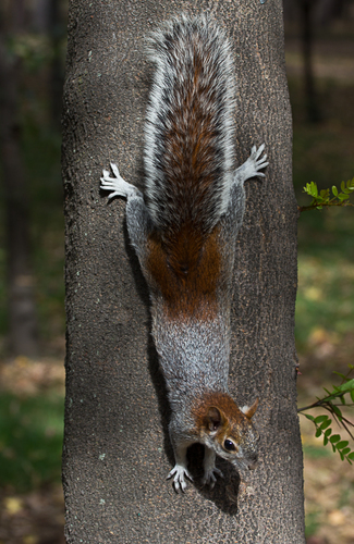 Red-bellied Squirrel