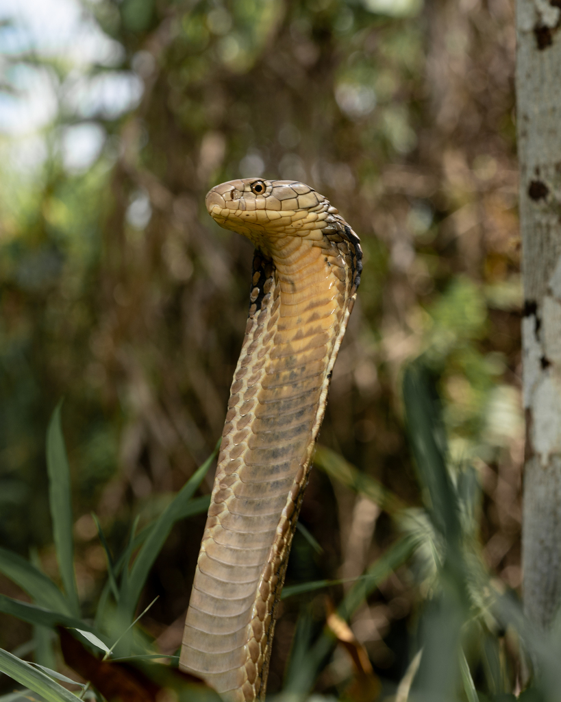 King Cobra from Tabanan Regency, Bali, Indonesia on August 20, 2023 at ...