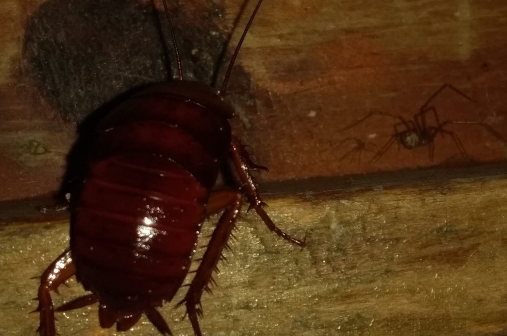 Household Cockroaches from 68493 San Antonio Analco, Oax., México on