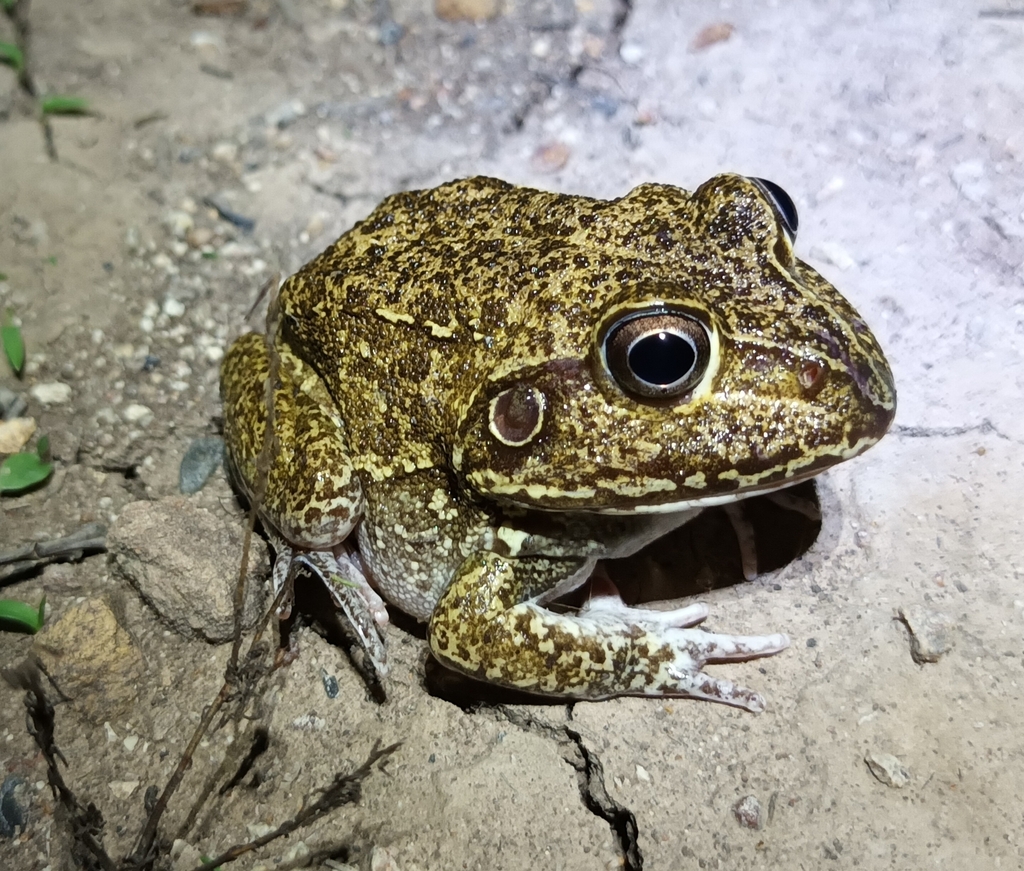 New Holland Frog from Moonie QLD 4406, Australia on November 25, 2023 ...