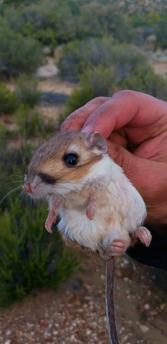 Dulzura Kangaroo Rat