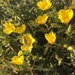 Mentzelia eremophila - Photo (c) flowercat，保留所有權利