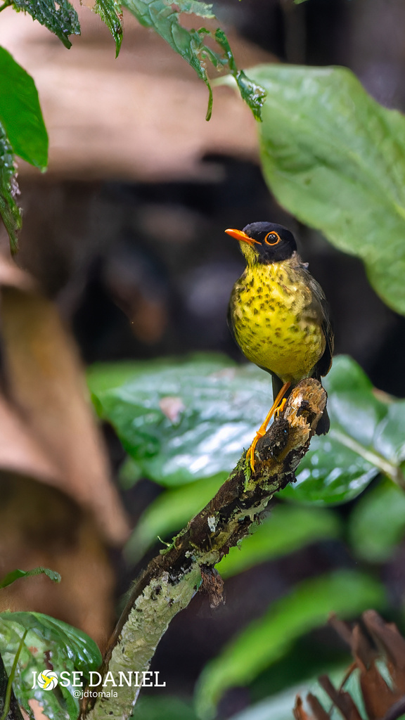 Speckled Nightingale-Thrush (Catharus maculatus) photo
