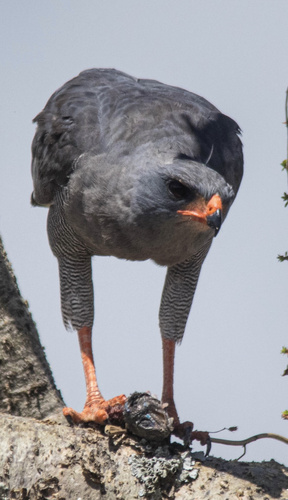 Dark Chanting-Goshawk