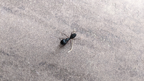 Indian Black Ant