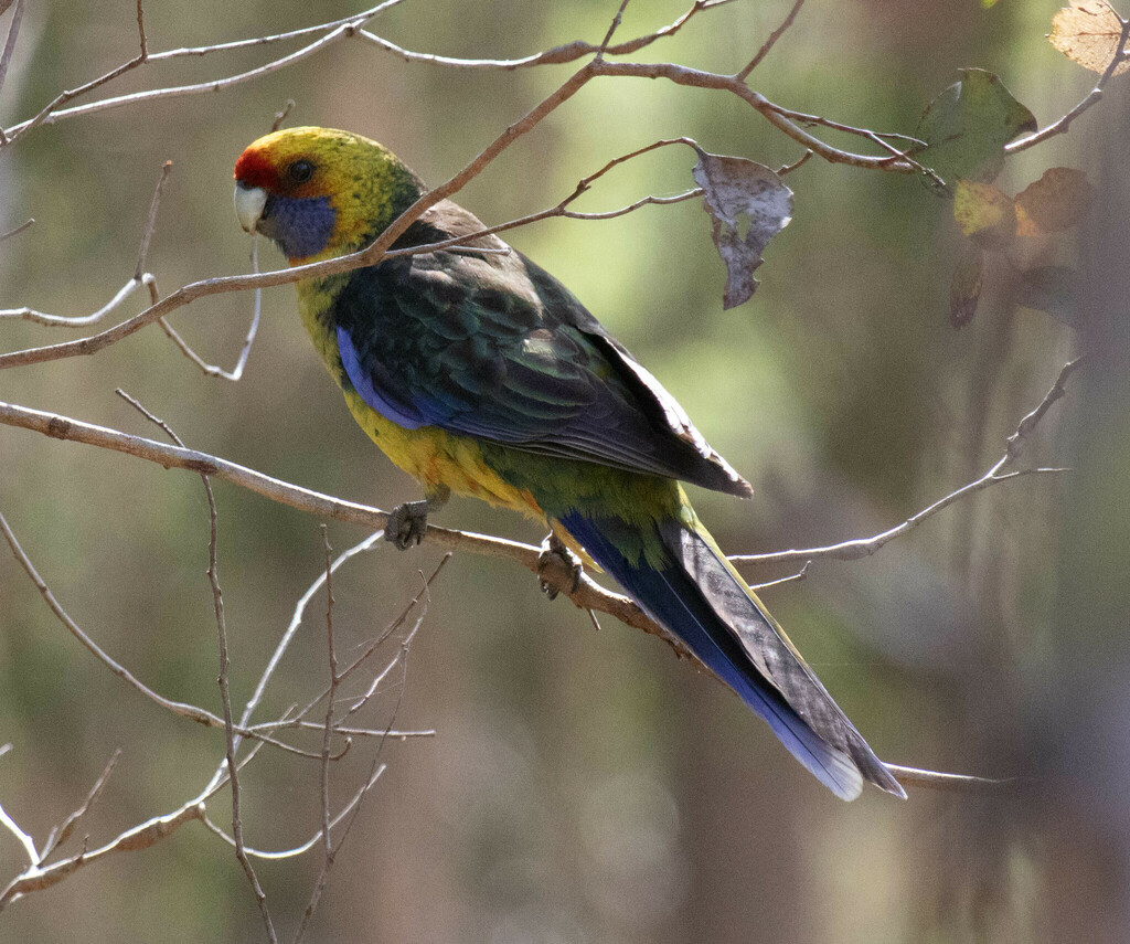 green-rosella-from-quoiba-tas-7310-australia-on-november-24-2023-at