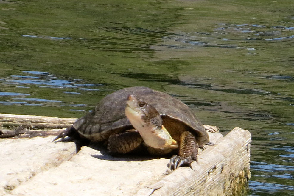 Northwestern Pond Turtle from Merced County, CA, USA on August 19, 2015 ...