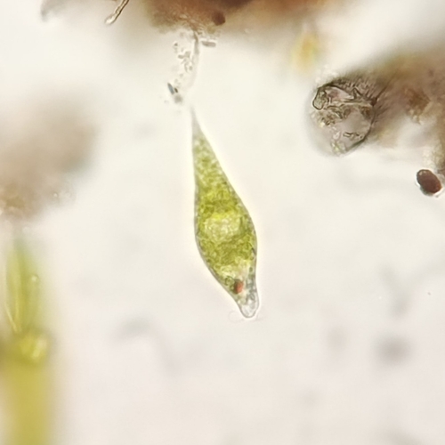 Genus Euglena · iNaturalist