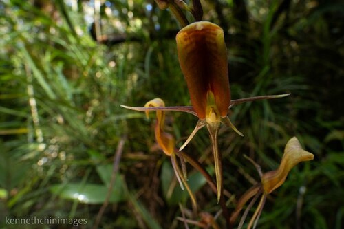 Cryptostylis acutata