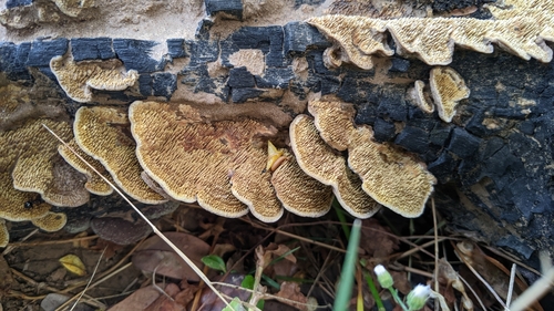 Flavodon flavus
