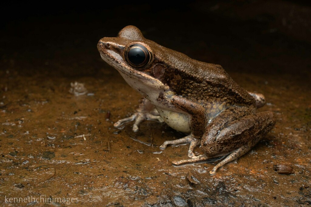 Cabalian Frog from Mount Hamiguitan, San Isidro, Davao Oriental ...