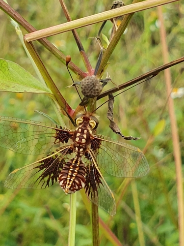 Ascalaphine Split-eyed Owlflies