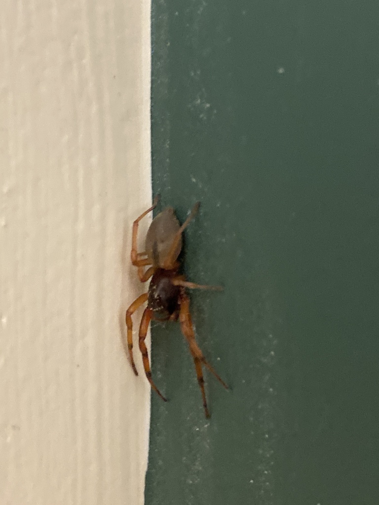 Broad faced sac spider from longwood university farmville va us on