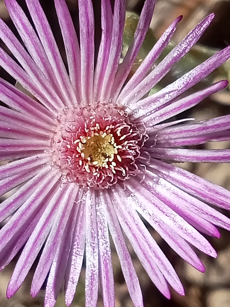 Striped Dewfig from Kleinmond, 7195, South Africa on November 27, 2023