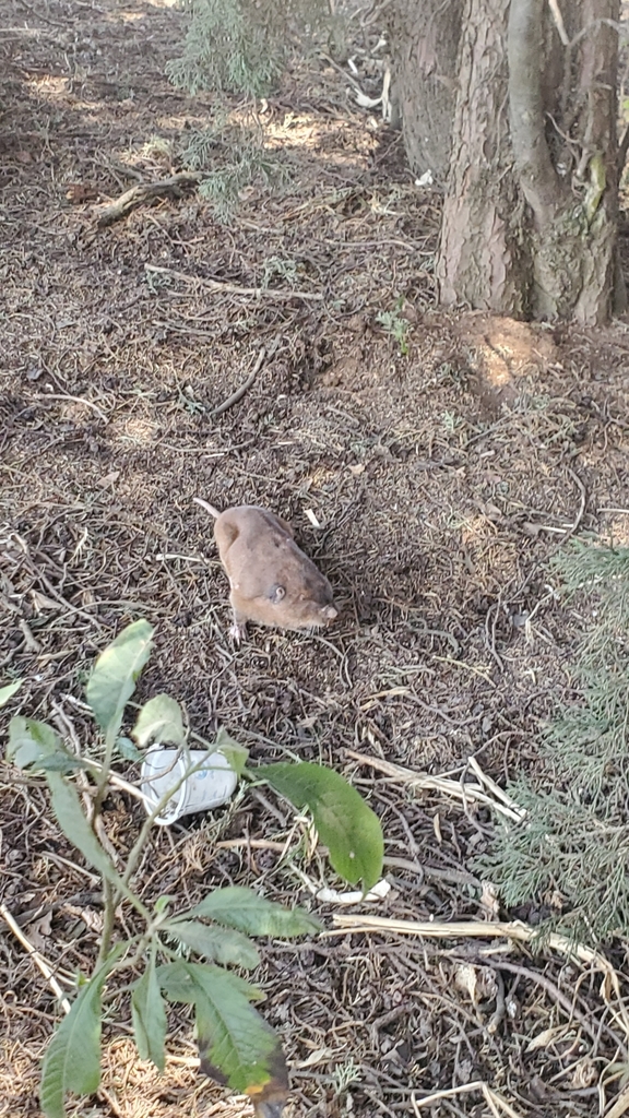 Smoky Pocket Gopher from 54254 Méx., México on March 29, 2022 at 01:02 ...
