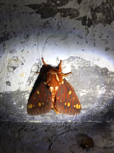 Citheronia volcan image