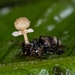 Ophiocordyceps pseudolloydii - Photo (c) François Guay, all rights reserved, uploaded by François Guay