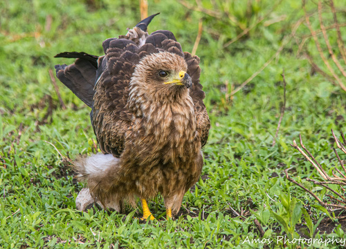 Black Kite