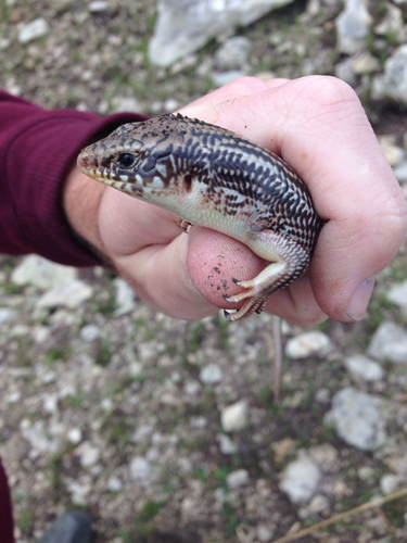 Great Plains Skink