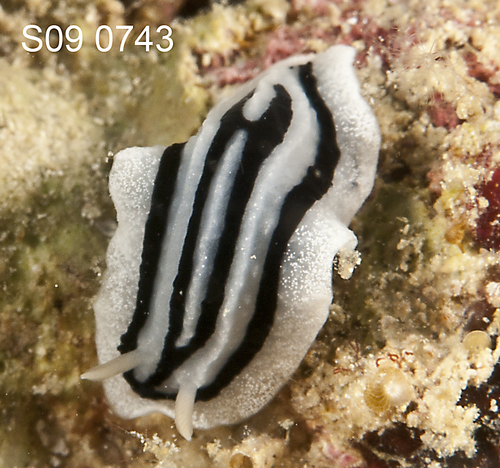 Striped Phyllidiopsis