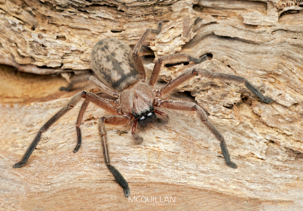 Social Huntsman Spider from Auckland, New Zealand on August 24, 2013 at ...