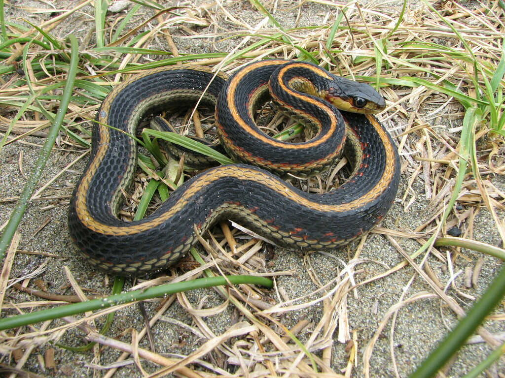 Valley Garter Snake from Del Norte County, CA, USA on July 20, 2009 at ...