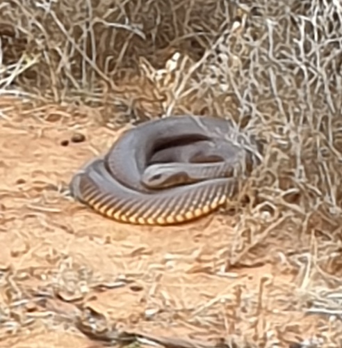 Mulga Snake sighting