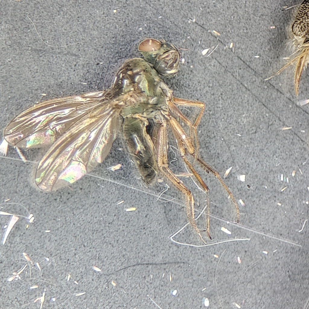 Insects from Athens, GA 30602, USA on November 28, 2023 at 09:51 PM by ...