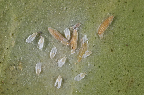 Fioriniina Insect Fiorinia proboscidaria · iNaturalist
